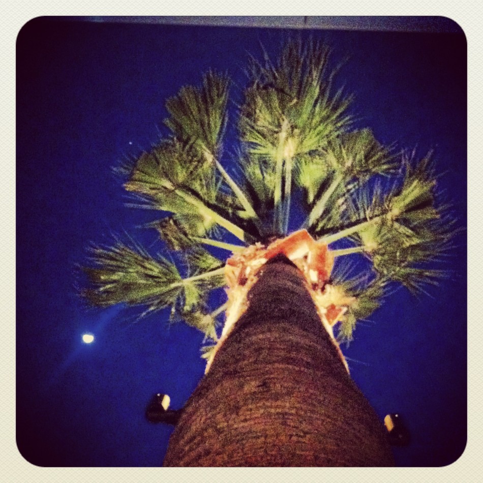 Palm tree at Long Beach airport where I spent many happy hours this past weekend!